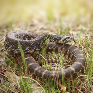 Herping in Wisconsin: Rare Reptile Discoveries so far in 2025