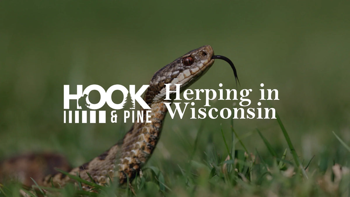 Herping in Wisconsin: Rare Reptile Discoveries in 2025
