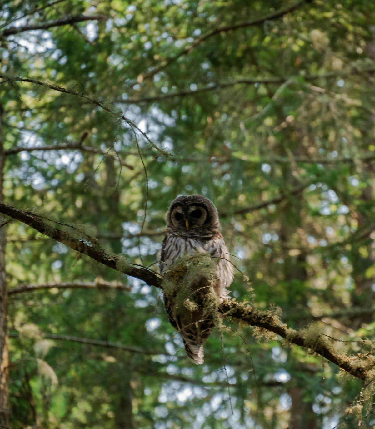 Northwoods: Wildlife