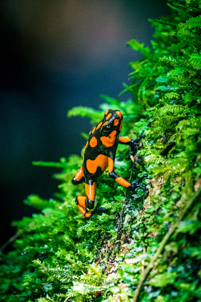 Rainforest: Cold-Blooded