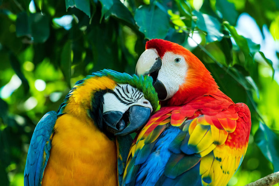 Rainforest: Birds