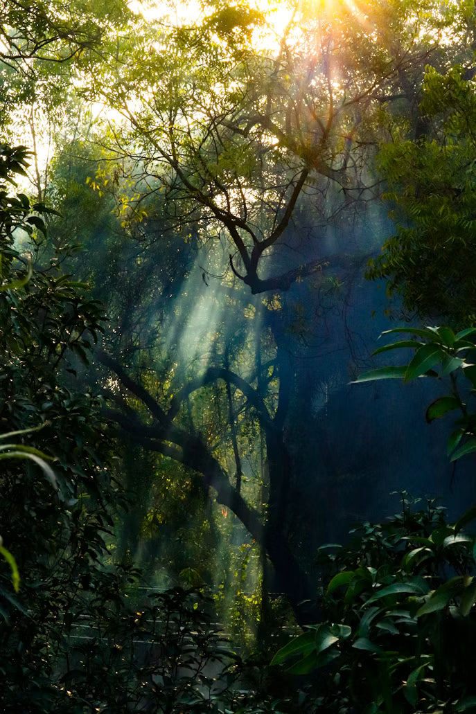 Rainforest: For the Field