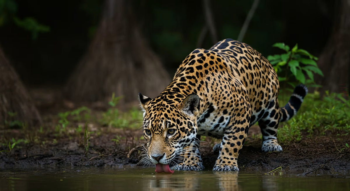 Rainforest: Mammals