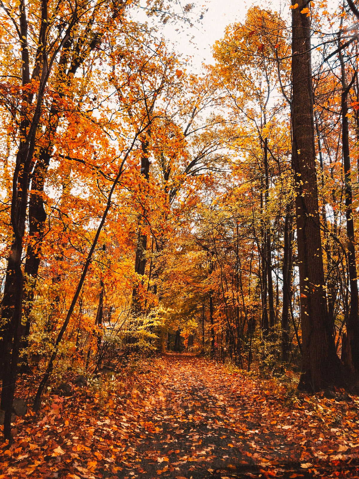 Get 50% of this FALL