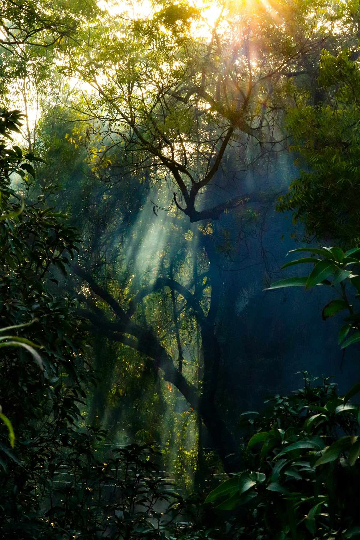 Rainforest